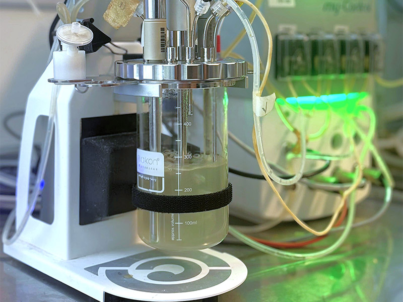 imagenes desplegables_0000s_0008_Fermentación_02